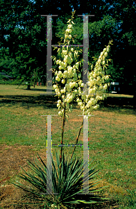 Picture of Yucca filamentosa 