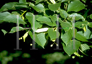 Picture of Tilia americana 'Redmond'