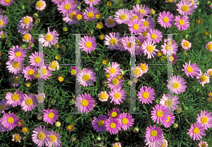 Picture of Aster spp. 