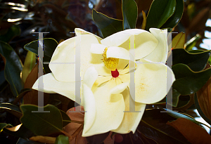 Picture of Magnolia grandiflora 'Little Gem'