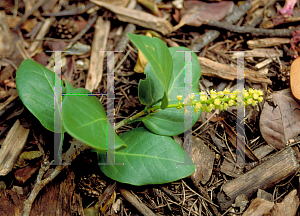 Picture of Coccoloba diversifolia 