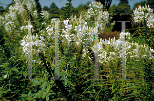 Picture of Cleome hassleriana 'Helen Campbell'