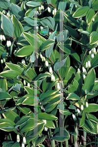 Picture of Polygonatum odoratum var. thunbergii 