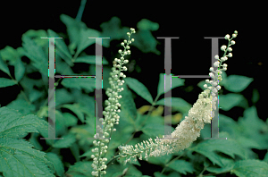 Picture of Actaea racemosa 