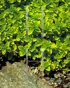Picture of Origanum vulgare 'Aureum'