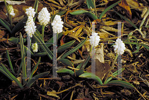 Picture of Muscari botryoides 'Album'