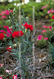 Picture of Dianthus caryophyllus 
