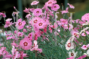 Picture of Dianthus x allwoodii 