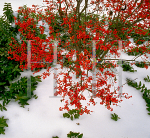 Picture of Ilex verticillata 'Jolly Red'
