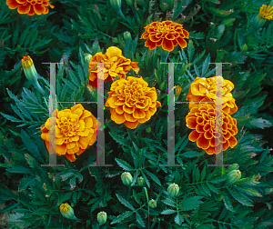Picture of Tagetes patula 'Queen Sophia'