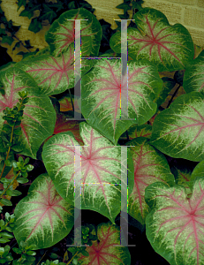 Picture of Caladium bicolor 'Rosebud'