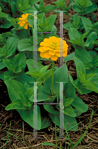 Picture of Zinnia x 'Yellow Marvel'
