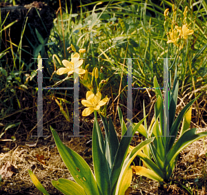 Picture of Iris domestica 'Nana'