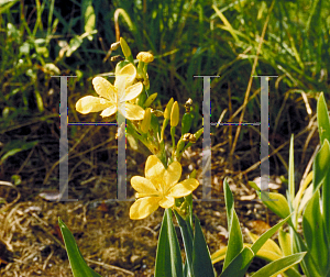 Picture of Iris domestica 'Nana'