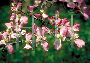 Picture of Cornus florida 'Sweetwater Red'