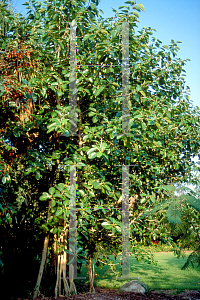 Picture of Ficus benghalensis 