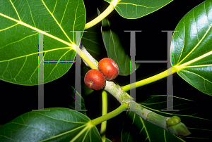 Picture of Ficus benghalensis 