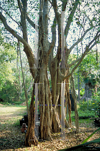 Picture of Ficus citrifolia 