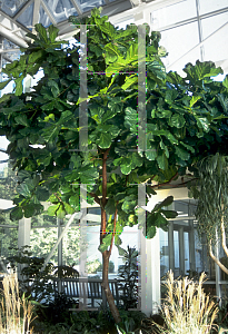 Picture of Ficus lyrata 