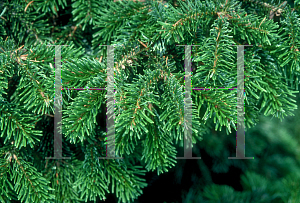 Picture of Abies nordmanniana 