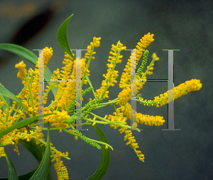 Picture of Acacia auriculiformis 
