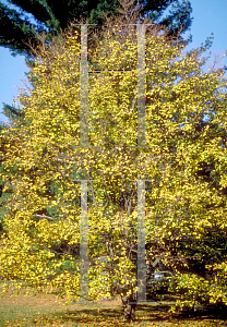 Picture of Acer campestre var. austriacum 