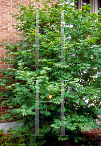 Picture of Acer circinatum 