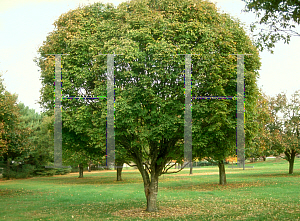 Picture of Acer maximowiczianum 
