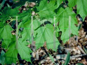 Picture of Acer saccharum ssp. nigrum 