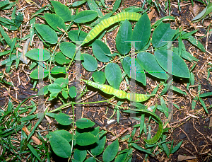 Picture of Caesalpinia mexicana 