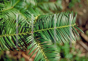 Picture of Cephalotaxus sinensis 
