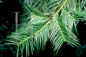 Picture of Cephalotaxus fortunei 