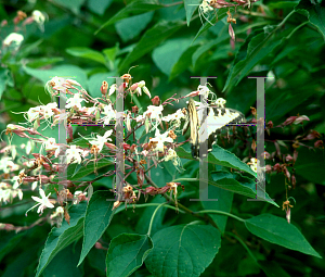 Picture of Clerodendrum trichotomum 