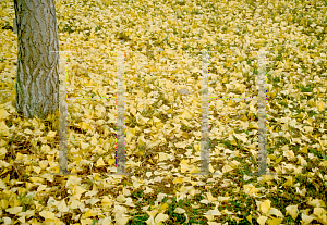 Picture of Ginkgo biloba 'Autumn Gold'