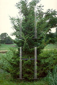 Picture of Juniperus virginiana 'Canaertii'