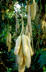 Picture of Kigelia africana 