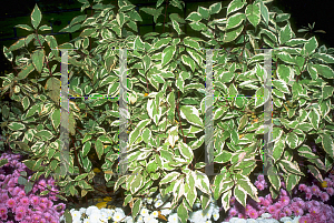 Picture of Cornus alba 'Elagantissima'