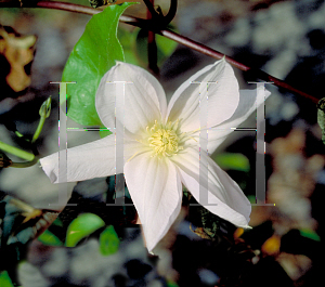 Picture of Clematis  