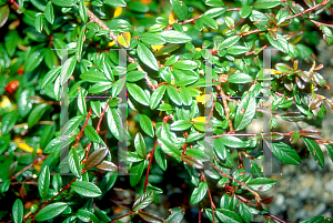 Picture of Cotoneaster salicifolius var. floccosus 