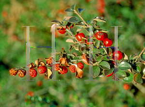 Picture of Cotoneaster sabrinus 