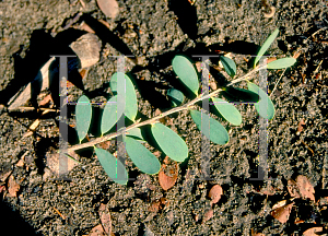 Picture of Leptospermum laevigatum 