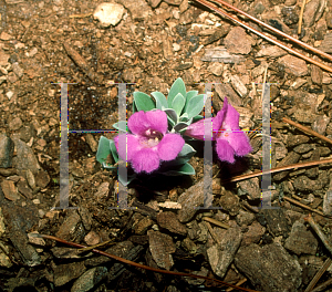Picture of Leucophyllum frutescens 