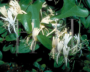 Picture of Lonicera japonica 