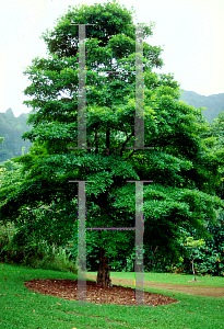 Picture of Madhuca longifolia 