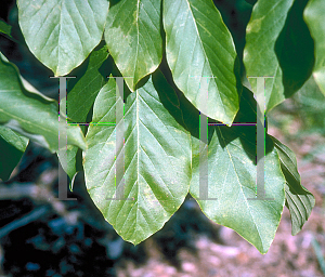 Picture of Magnolia acuminata var. subcordata 