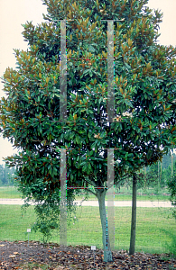Picture of Magnolia grandiflora 'Russet'