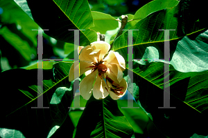 Picture of Magnolia hypoleuca 