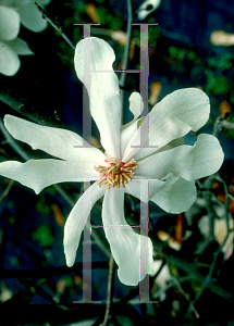 Picture of Magnolia x loebneri 'Merrill'
