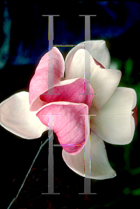 Picture of Magnolia x loebneri 'Ballerina'