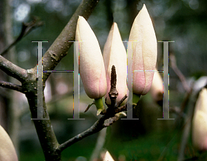 Picture of Magnolia x soulangiana 'Cup Cake'
